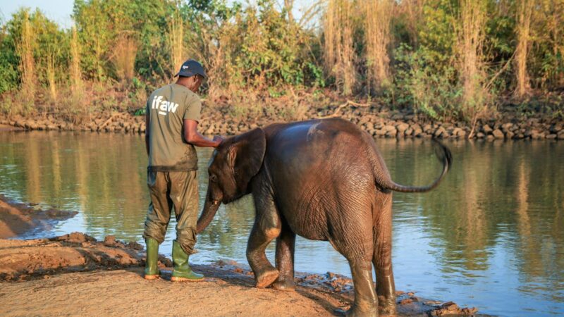 L’Éléphant Ahmed : Histoire d’un Symbole de Puissance et de Souvenir