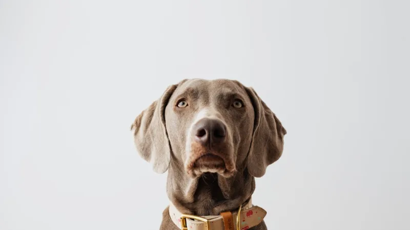 Lbpnet entreprise : comment accéder à votre espace professionnel ?