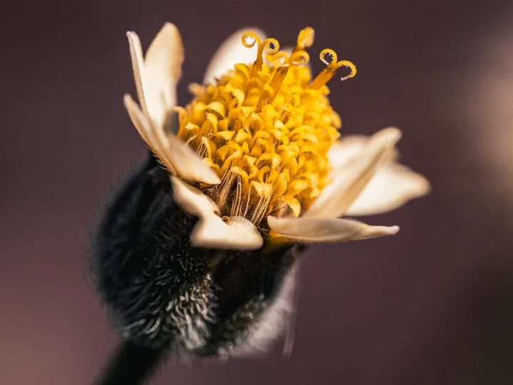 Pimeyes gratuit : Peut-on utiliser Pimeyes sans payer ?