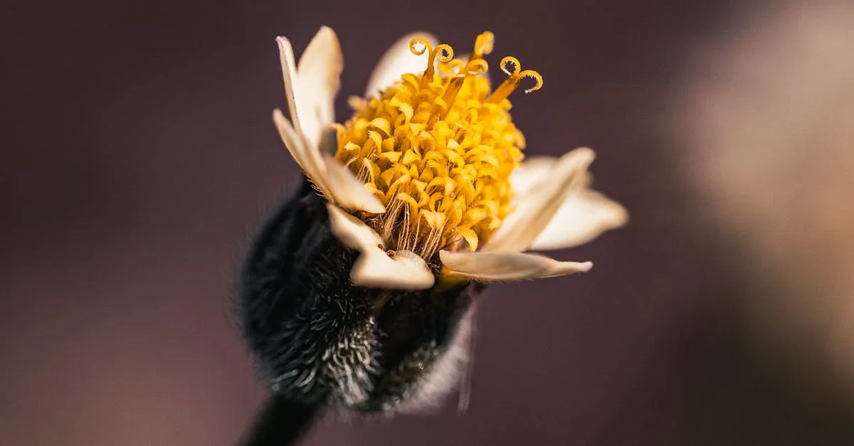 Pimeyes gratuit : Peut-on utiliser Pimeyes sans payer ?