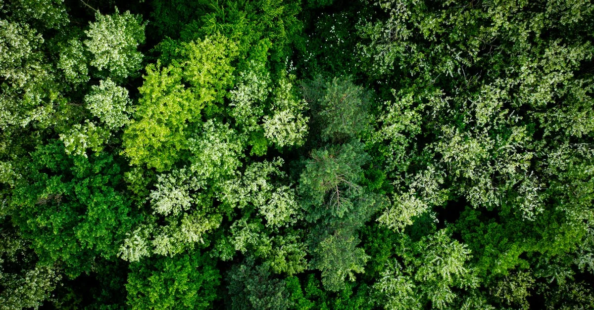 découvrez les réglementations environnementales essentielles pour protéger notre planète et assurer un développement durable.