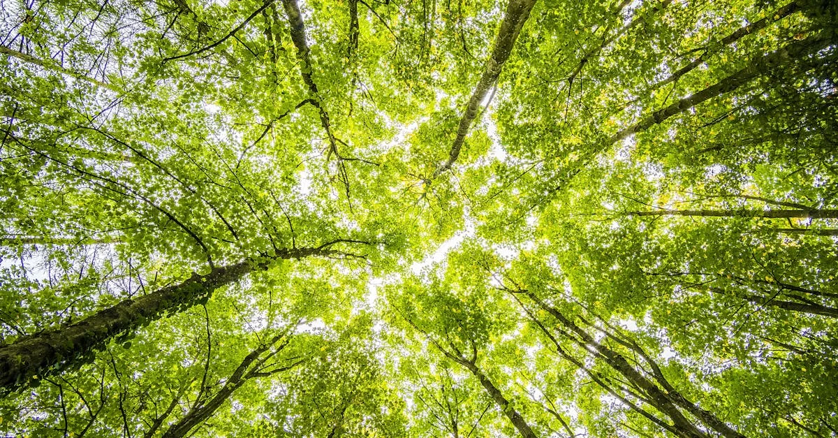 Les réglementations et normes environnementales clés pour la construction de maisons