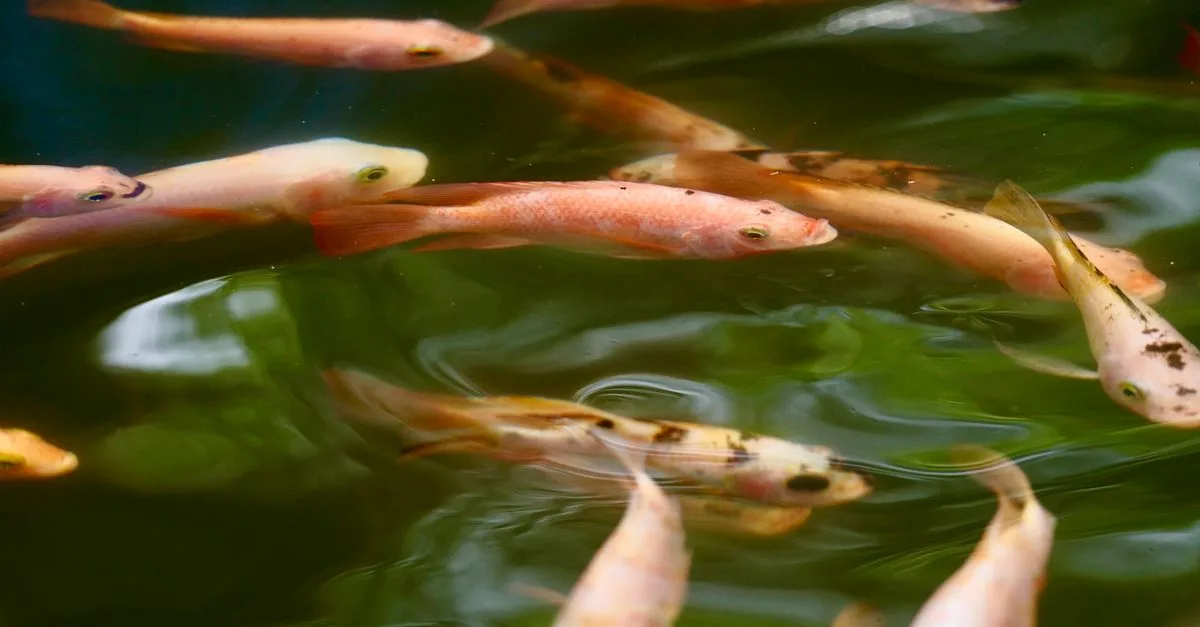 découvrez l'aquaponie, un système durable combinant aquaculture et culture hydroponique pour un jardinage écologique et efficace.