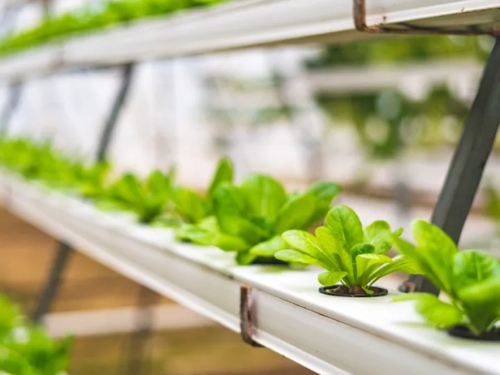 Comment optimiser la culture conjointe de poissons et de plantes