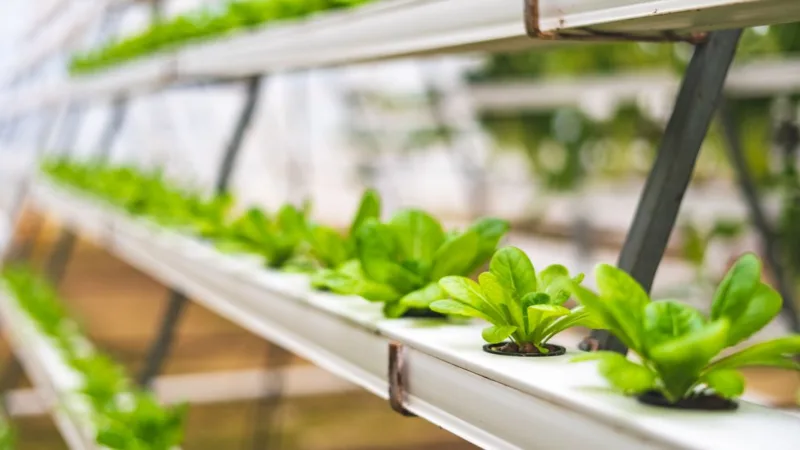 Comment optimiser la culture conjointe de poissons et de plantes