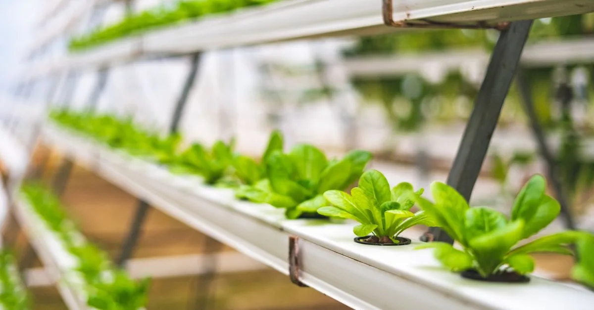 Comment optimiser la culture conjointe de poissons et de plantes