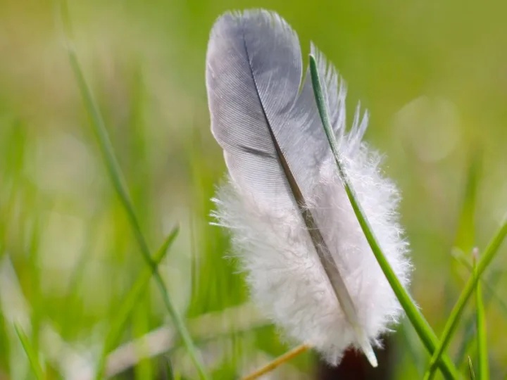 WebFeather Le Guide Complet du Coding IA SEO et Marketing Digital