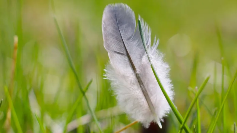WebFeather Le Guide Complet du Coding IA SEO et Marketing Digital