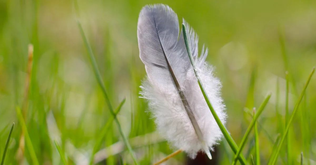 WebFeather Le Guide Complet du Coding IA SEO et Marketing Digital