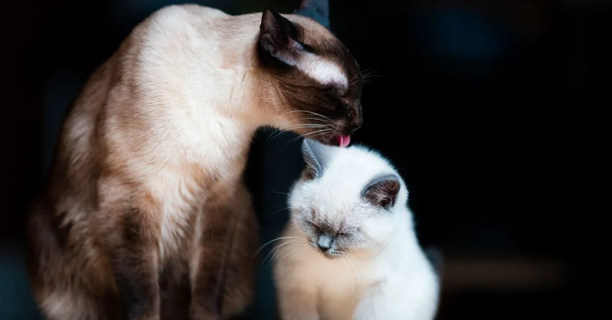 conseils et astuces pour prendre soin de votre chat au quotidien : santé, alimentation, toilettage et bien-être.