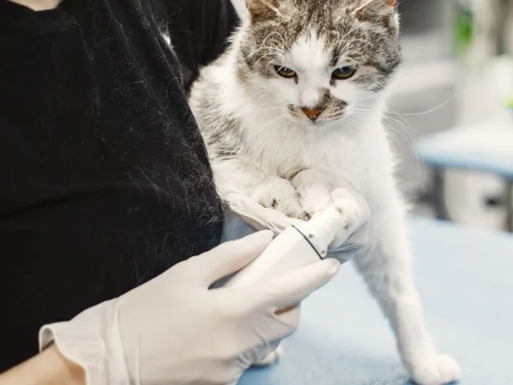 Conseils et Astuces Pour Harmoniser la Vie Avec Votre Chat