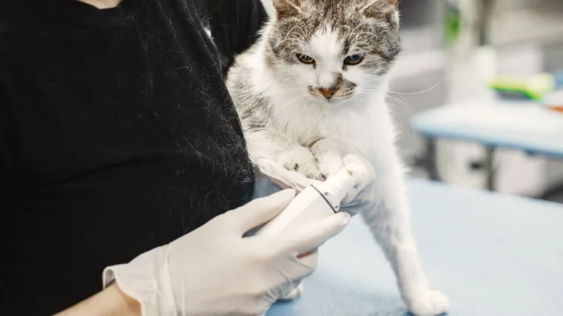 Conseils et Astuces Pour Harmoniser la Vie Avec Votre Chat