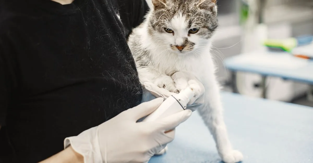 Conseils et Astuces Pour Harmoniser la Vie Avec Votre Chat