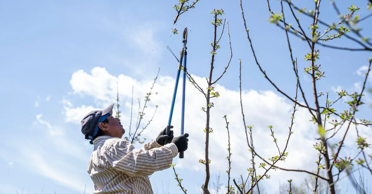 conseils et techniques efficaces pour la taille des plantes et arbres afin de favoriser leur croissance et leur santé.