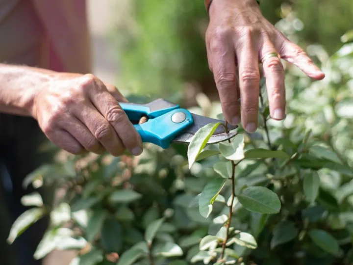 Comment choisir et tailler efficacement vos plantes pour un jardin florissant