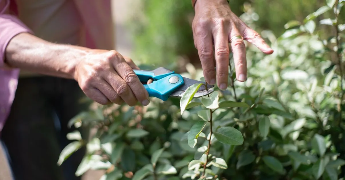 Comment choisir et tailler efficacement vos plantes pour un jardin florissant